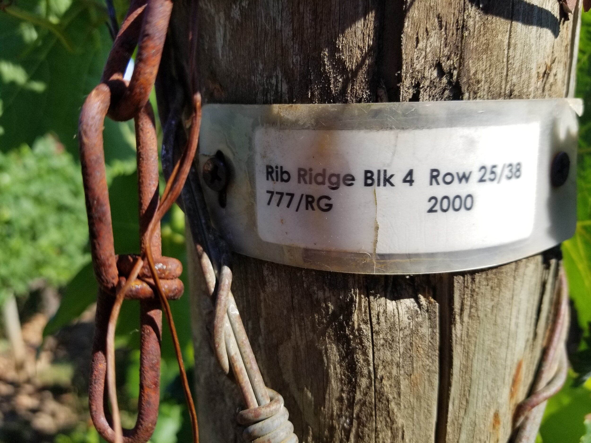 Looney Vineyard Row Marker - Row 25/38